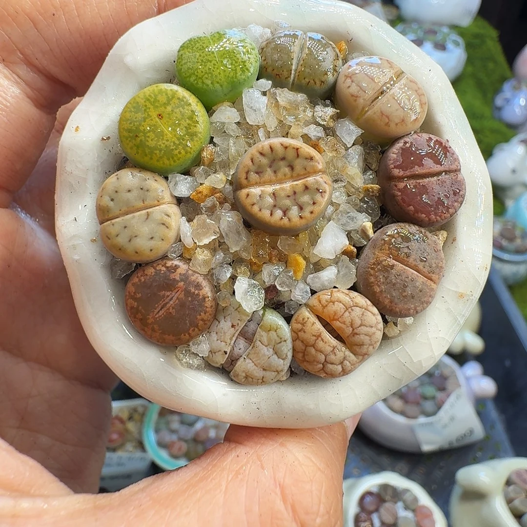 多肉植物福利冲1167