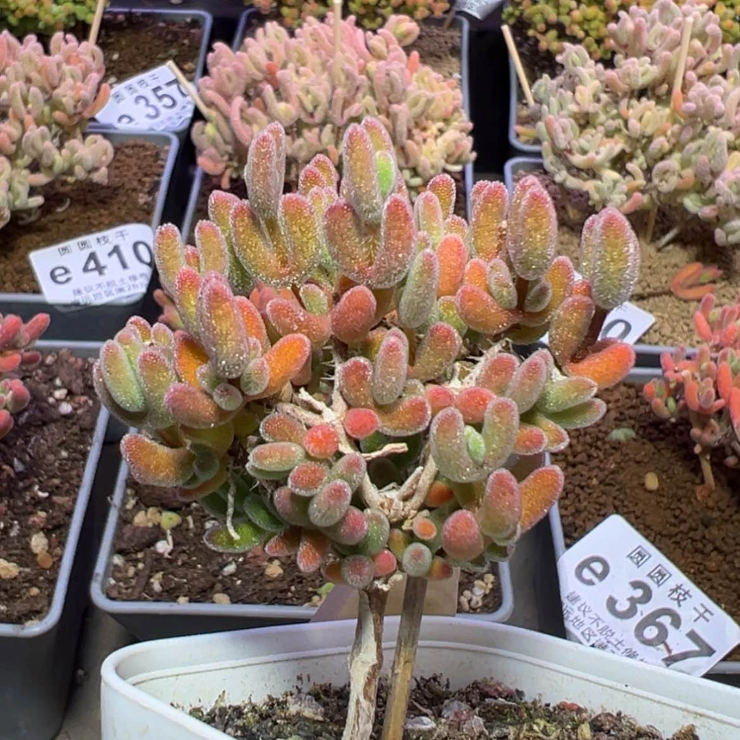 【闪购商品】e464橙色系不知道是啥