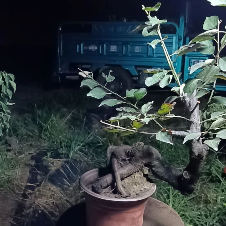 阳***生完全开放梅花盆景原色发货