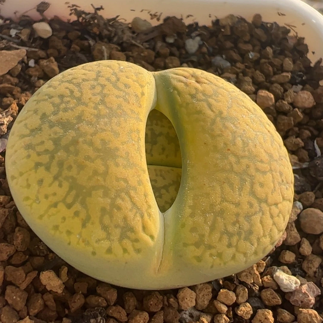 黄金日伦多肉植物百科