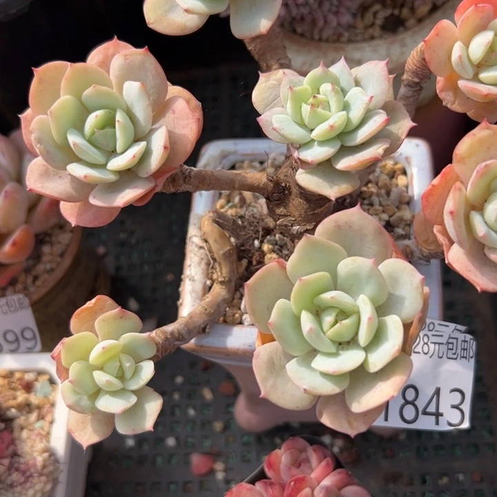 幸运儿的一个小秘密就是