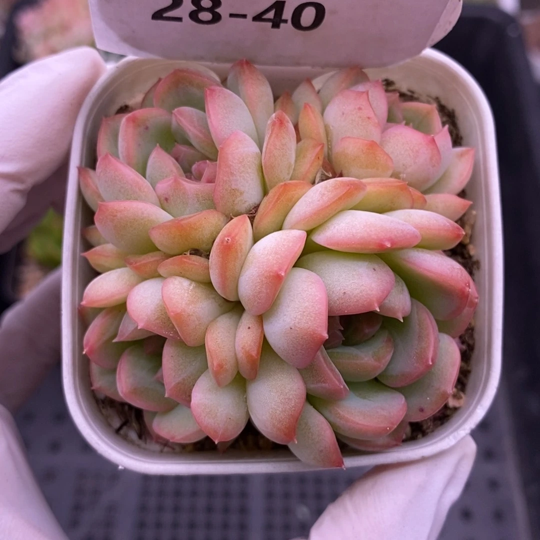 【闪购商品】28-40琴心