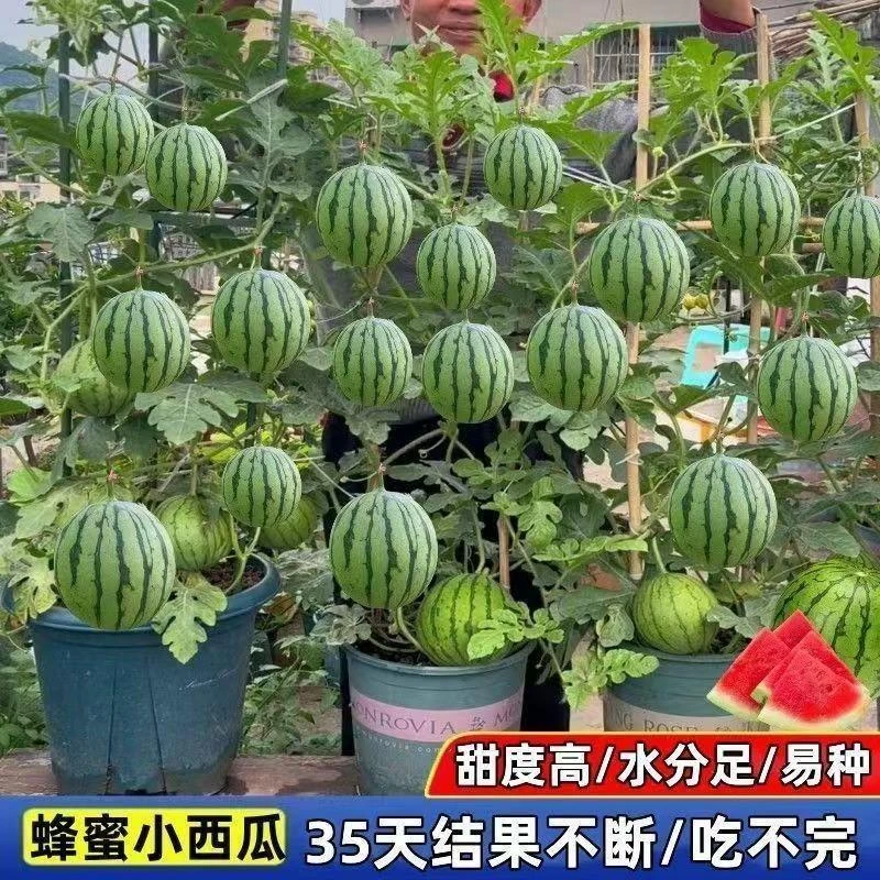 盆栽蜂蜜小西瓜种子无籽麒麟小西瓜种子阳台盆栽四季