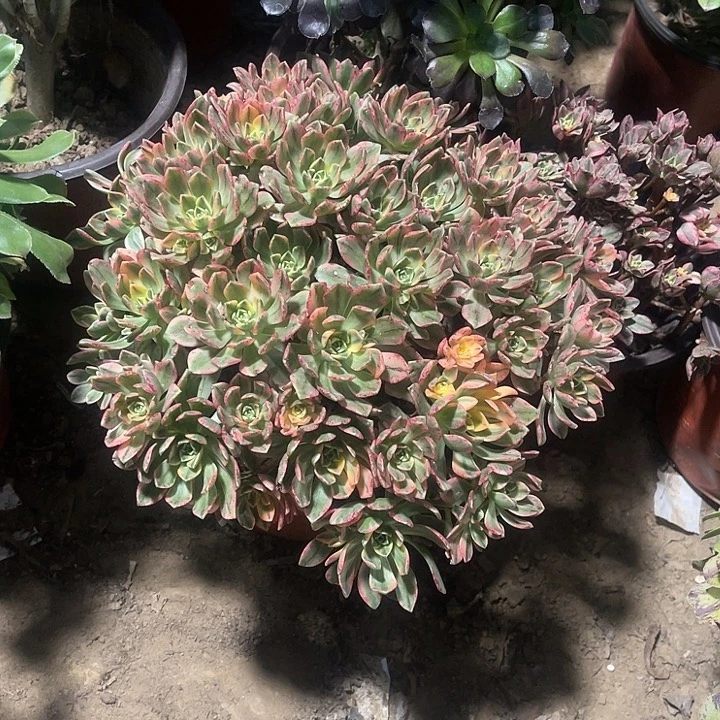 甜茶玫瑰玫瑰玫瑰玫瑰