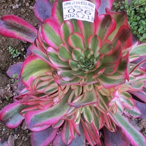 开*2.13-26美杜莎多肉植物