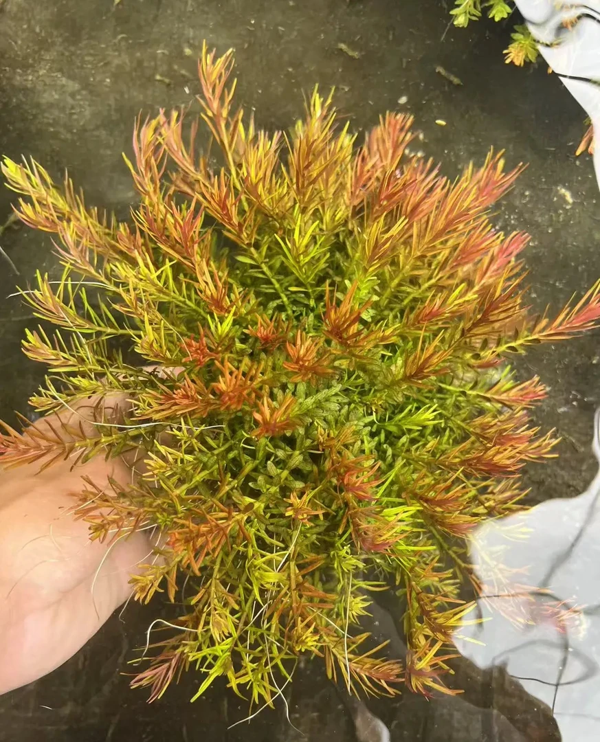 十字牛顿草无需打理净化水质古法好养易鱼缸装饰造景斗鱼