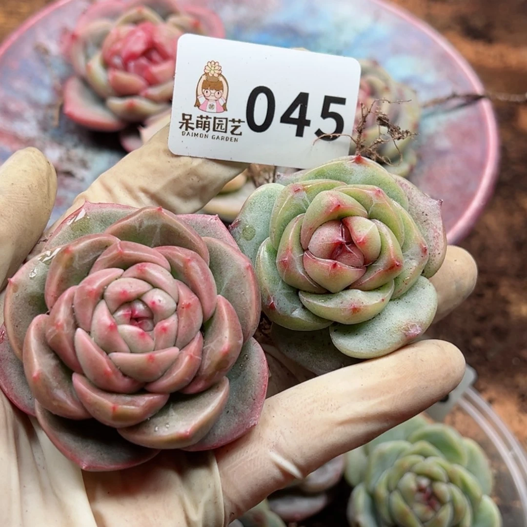 多肉植物多肉植物