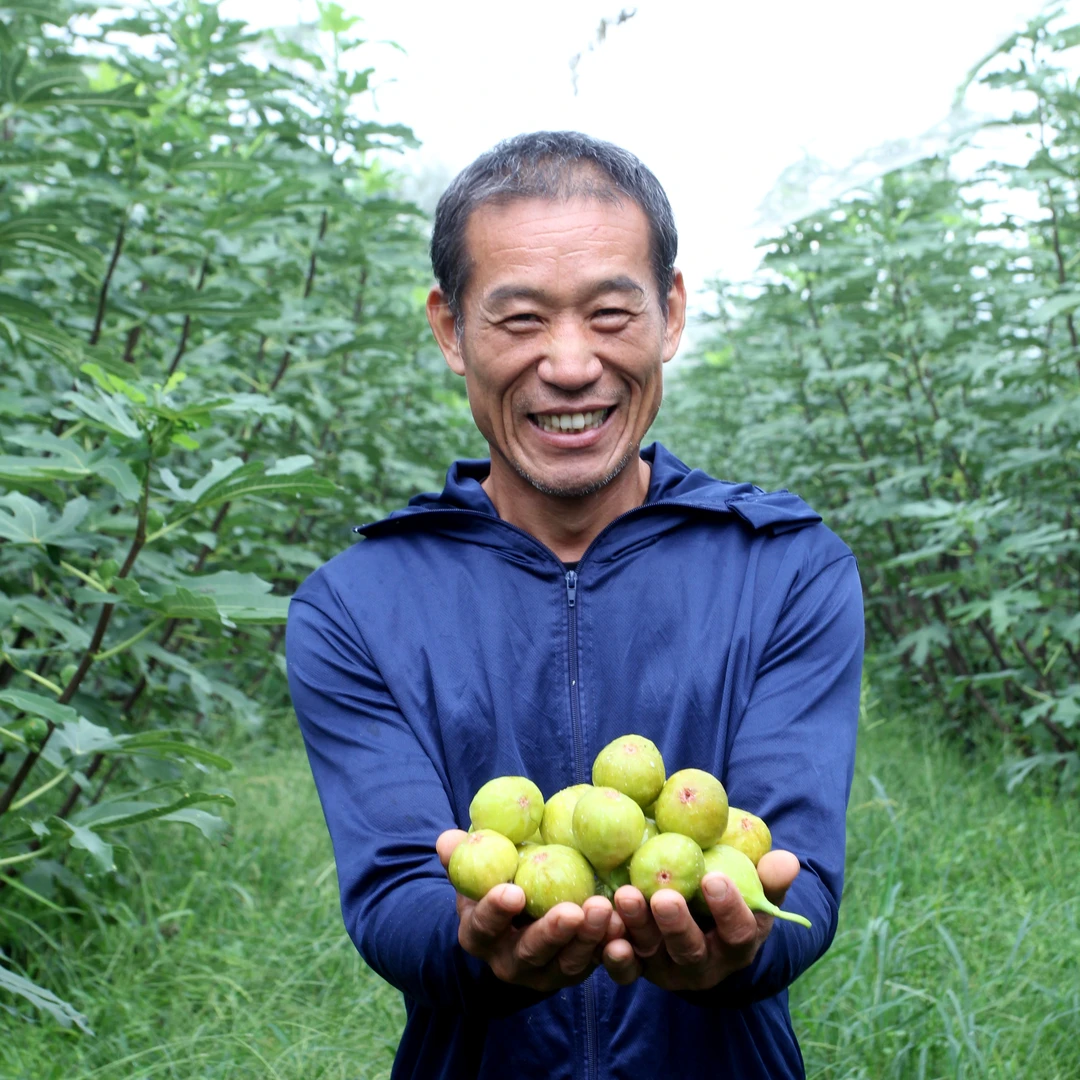 顺丰包邮树熟芭劳奈无花果鲜果新鲜中果净重2.5斤签收6小时内售后