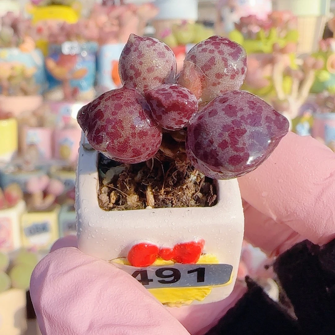 L 可爱粉丸海豹 盆口2.5cm