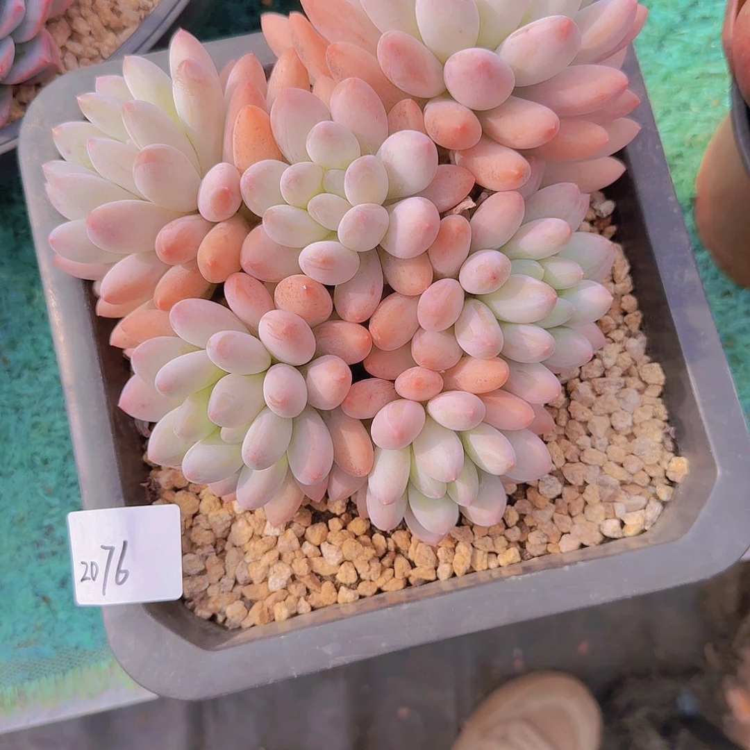 2076所罗门杂多肉植物