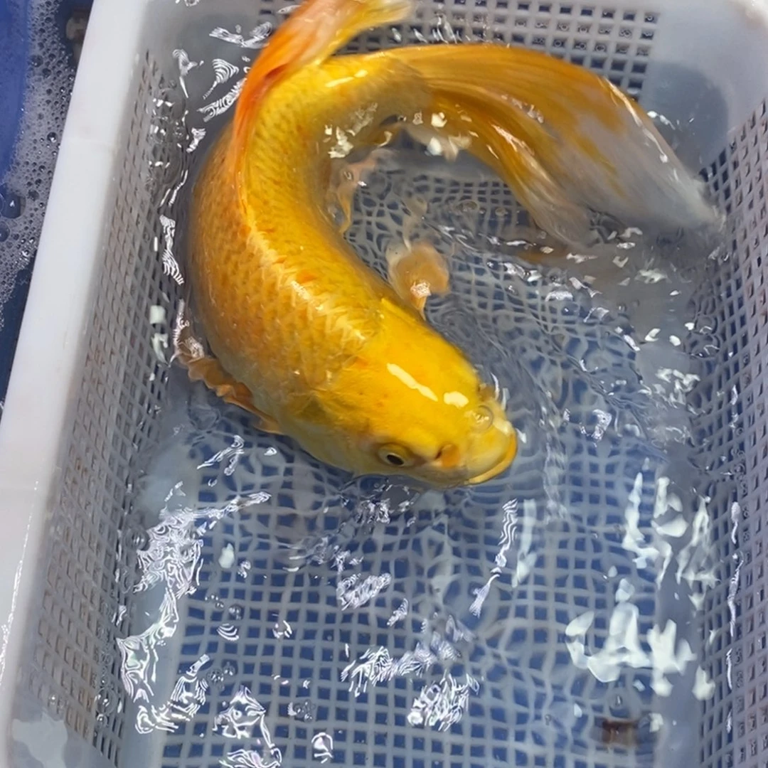 锦鲤冷水锦鲤包邮