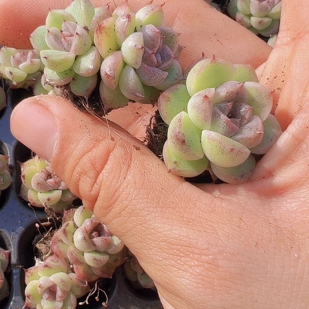 赤水晶苗3颗多肉植物