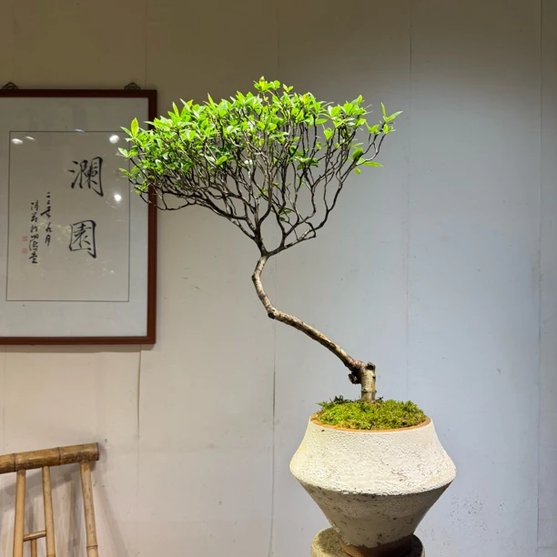 海岛栀子花盆栽用于茶台书房客厅阳台室内空间装饰绿植盆景