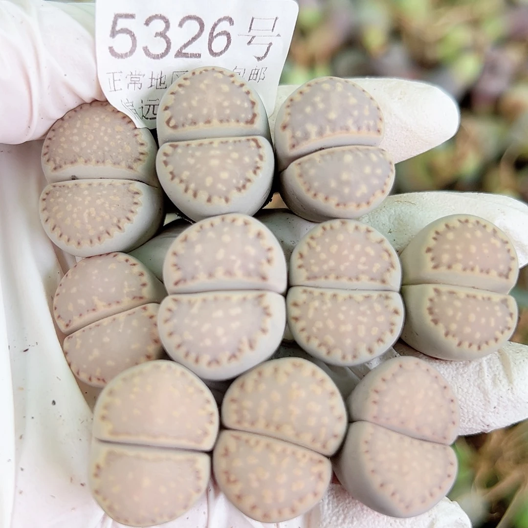 5326四年饼干10个1.8cm左右打包出