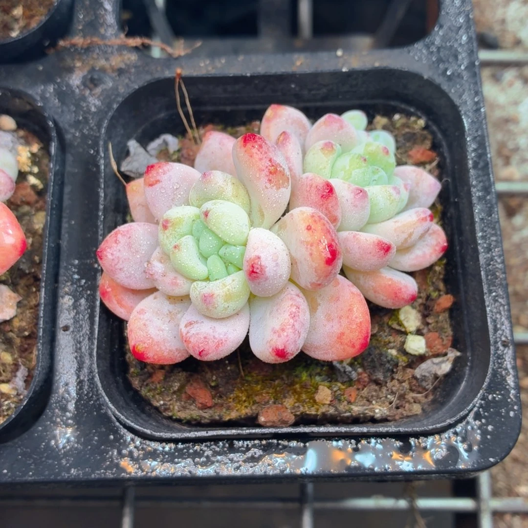 双头罗琦多肉9.9包邮发货