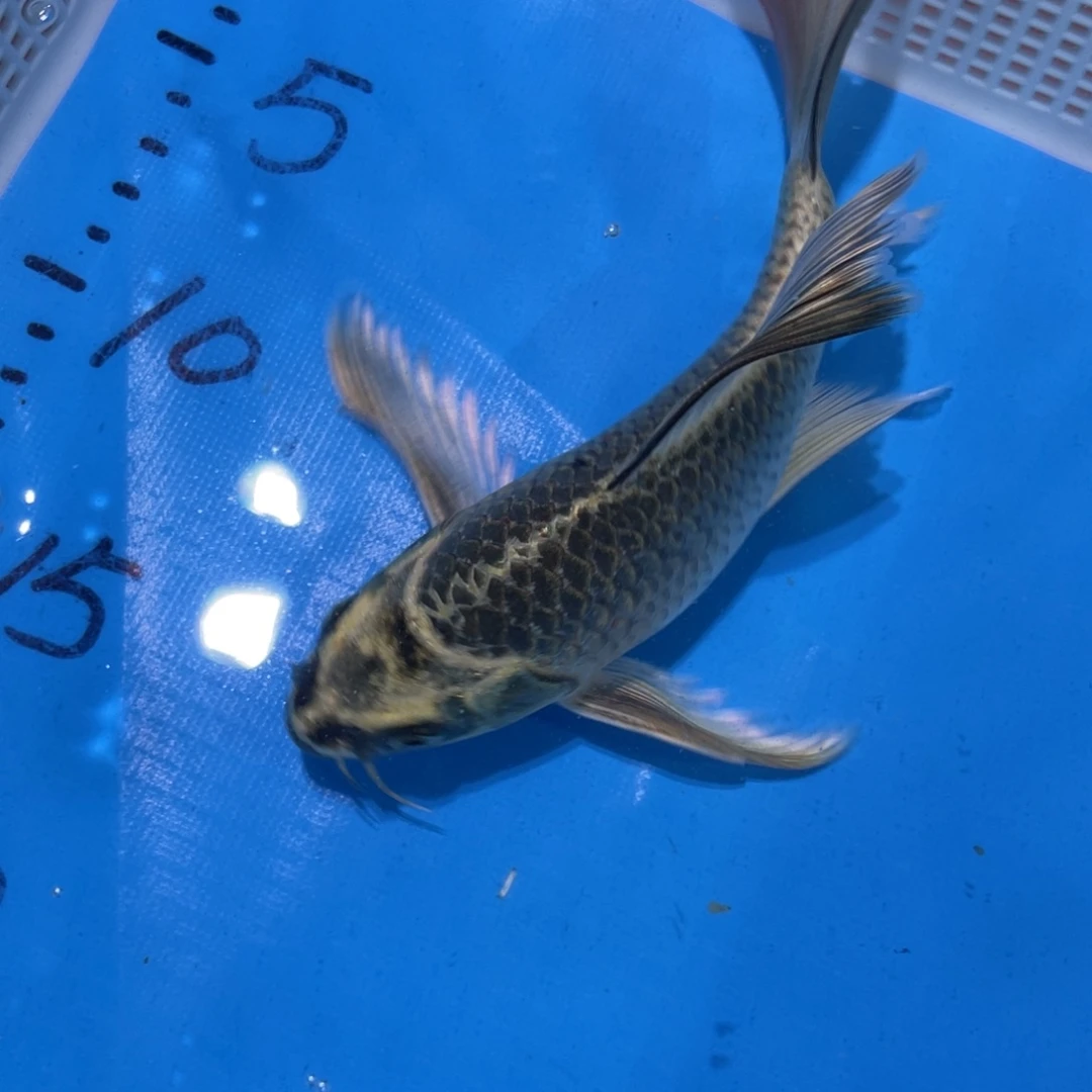 锦鲤锦鲤蝴蝶鲤鱼包邮