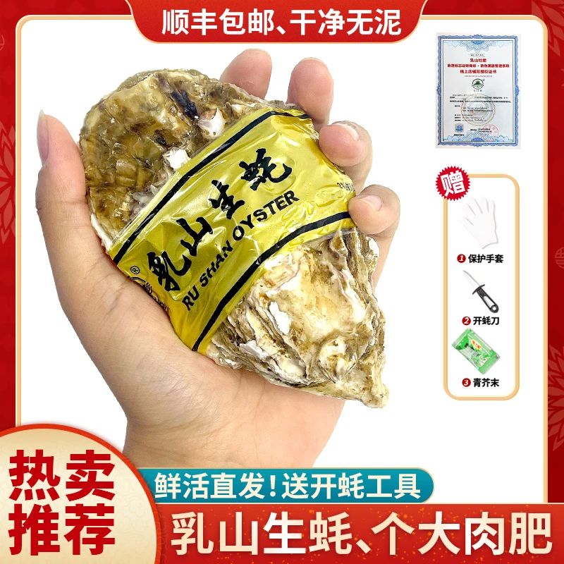 5斤10斤金标正宗乳山生蚝鲜活特大顺丰包邮山东威海海鲜海蛎子