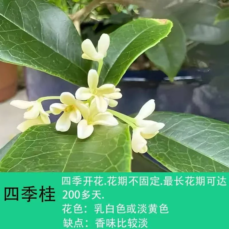 13【高杆】四季桂盆栽浓香型带花苞好养易活适合阳台庭院室内外