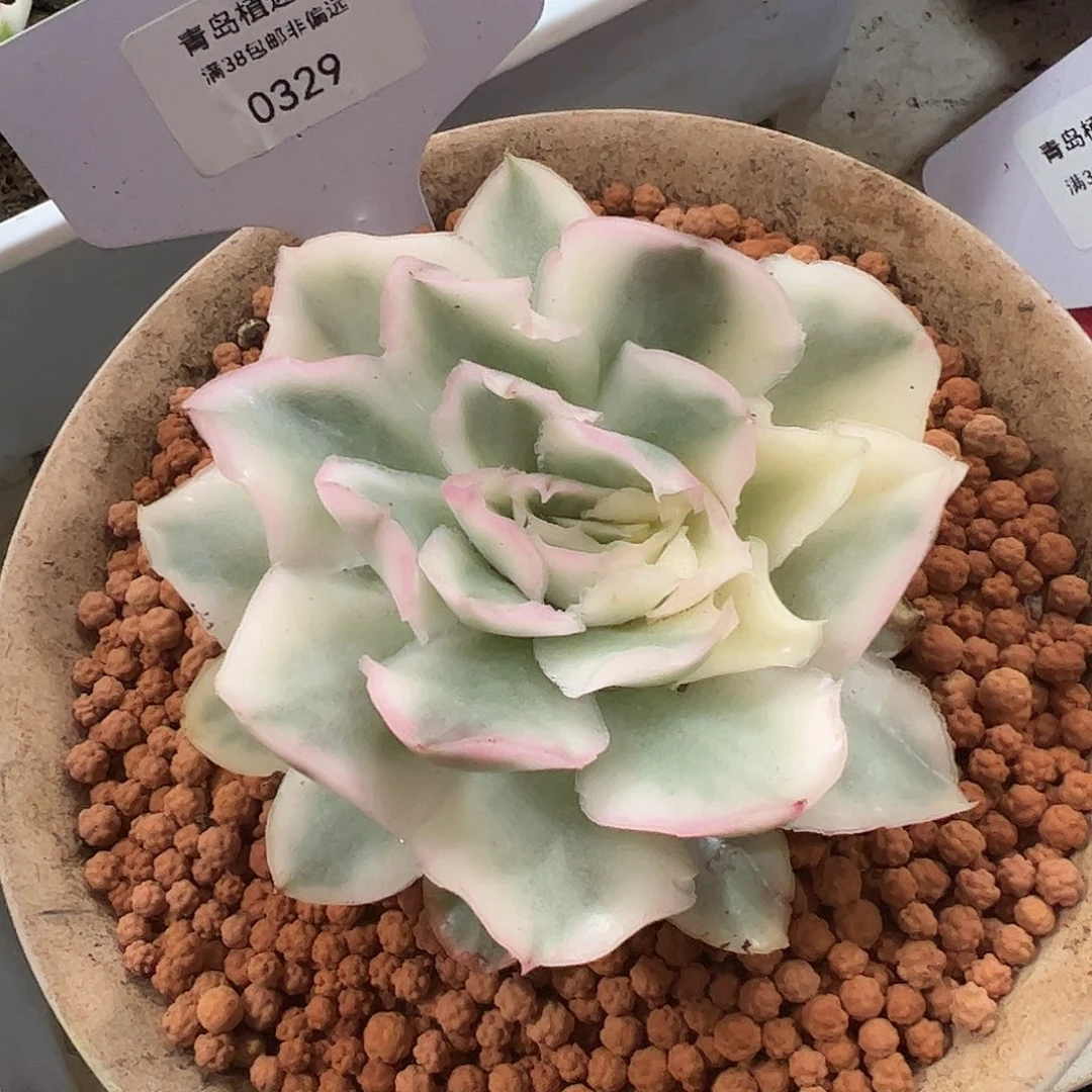 0329紫蝴蝶锦多肉植物带崽