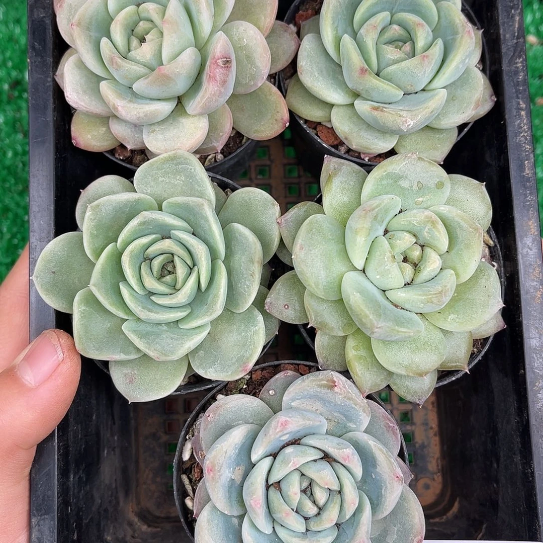 多肉一物一拍24-109