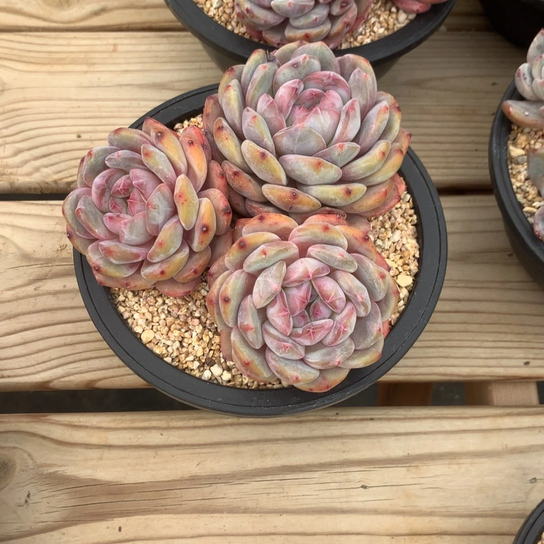 香**柚香草美柚星影多肉22