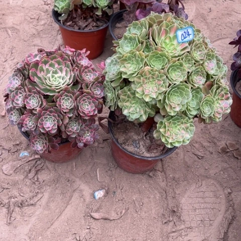 024多肉植物组合，