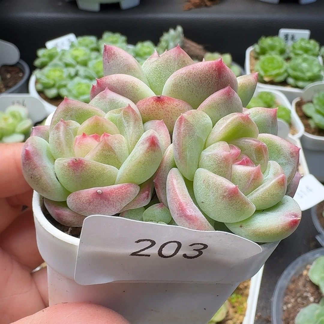 一物一拍一物一拍916-203