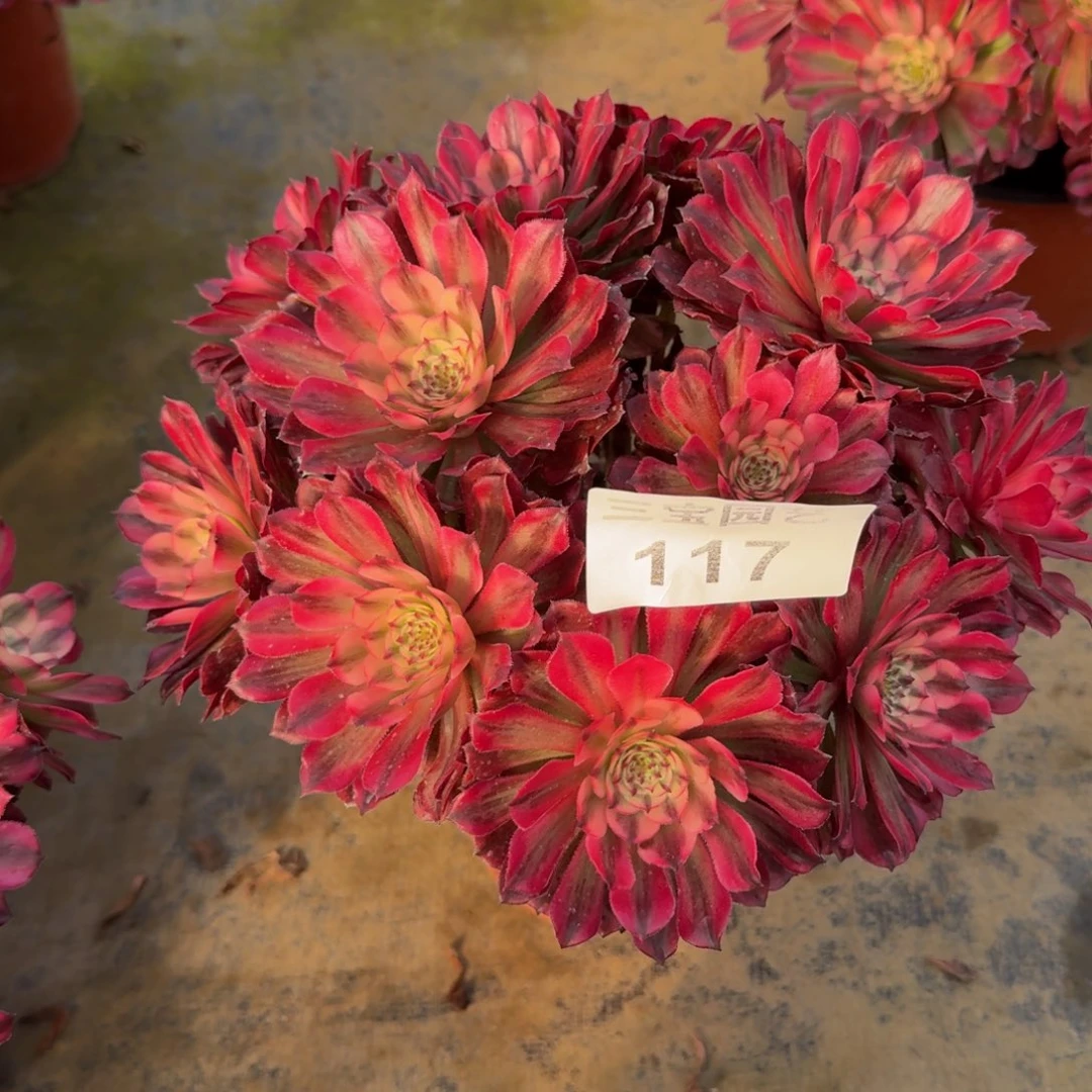 @****阳多肉植物117辉煌