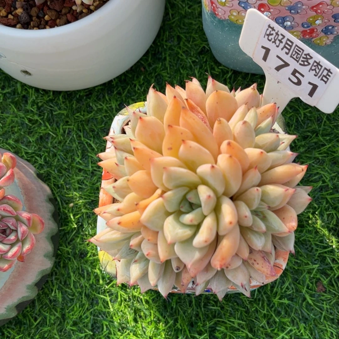 妞***熊多肉植物1571不带盆