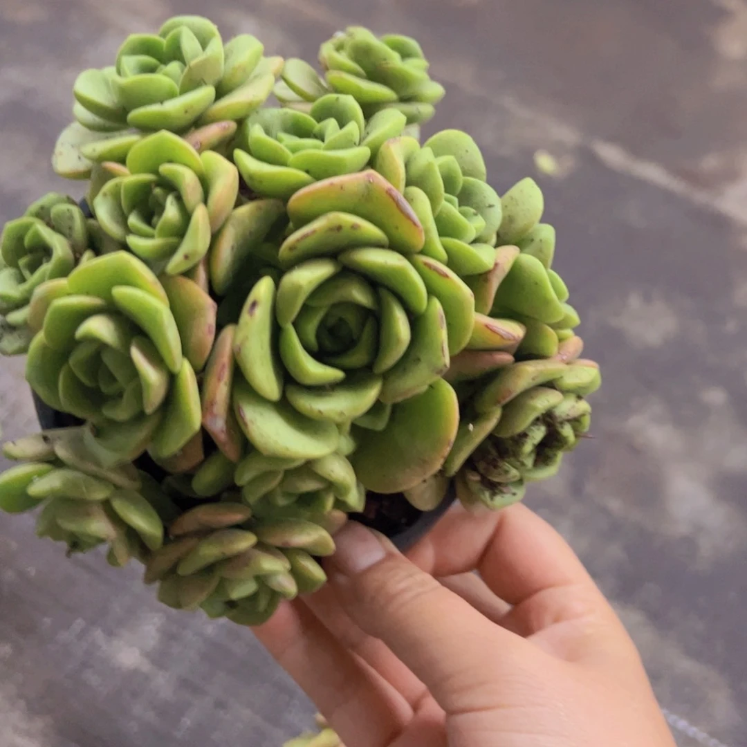 百合莉莉整装整群