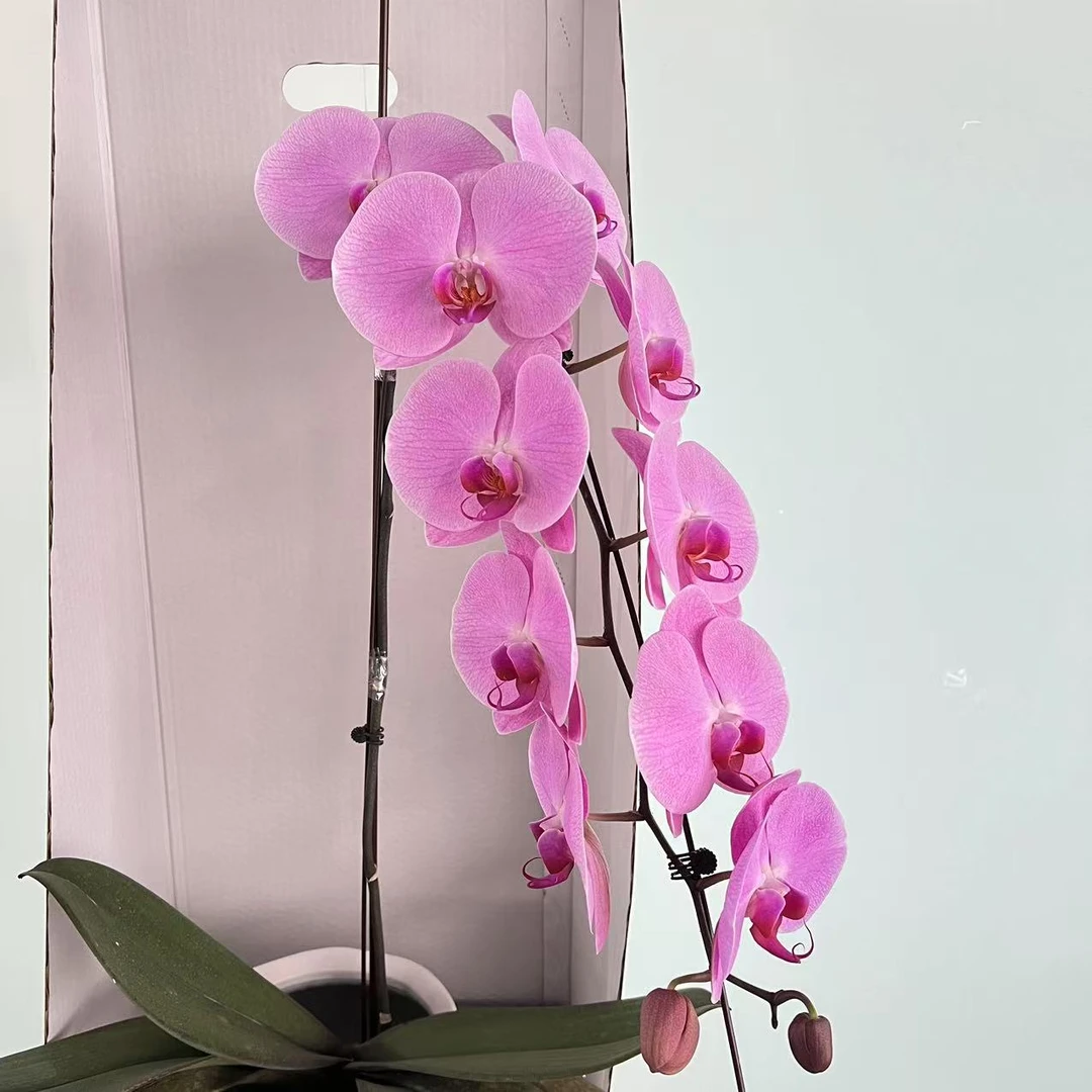 【思芹花卉|A+级粉冠军龙兰蝴蝶兰】点缀生活的鲜花，顺丰冷链包邮