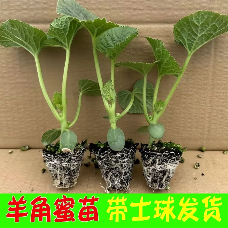【满根带土】羊角蜜甜瓜秧苗薄皮酥脆包对版香瓜四季瓜果易种蔬菜瓜