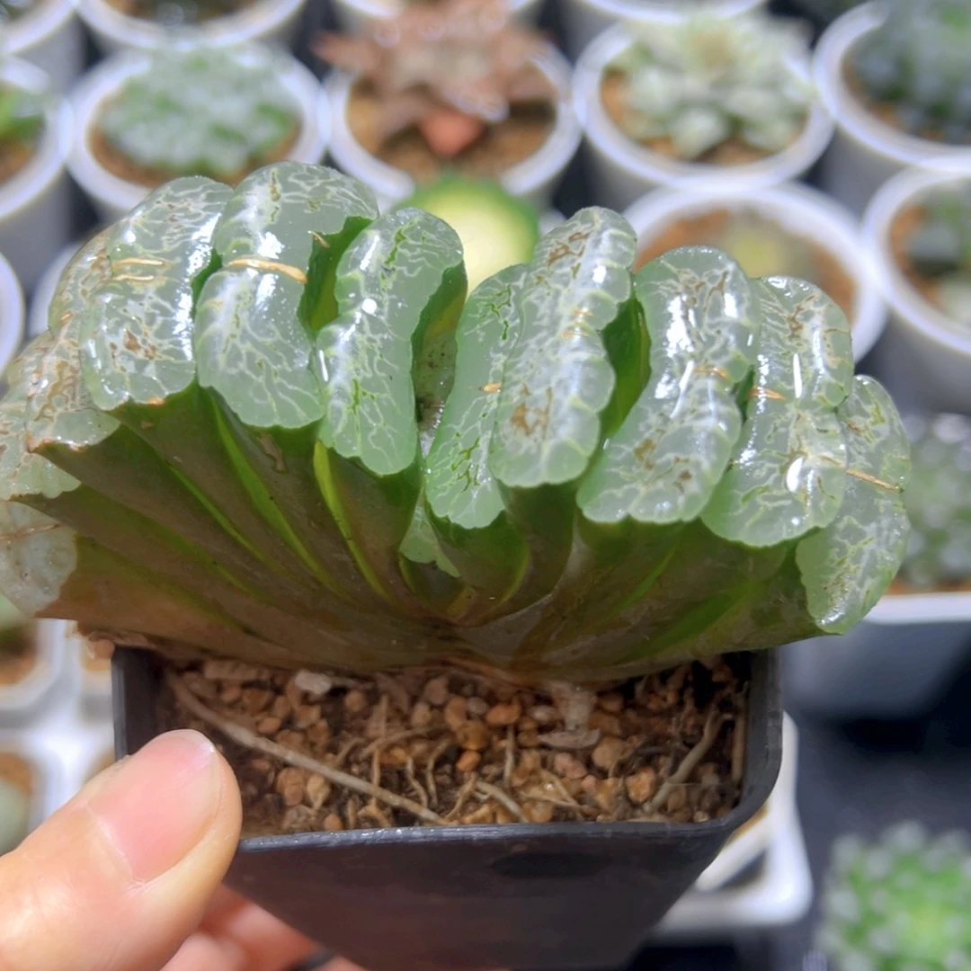 常乐玉扇多肉多肉多肉