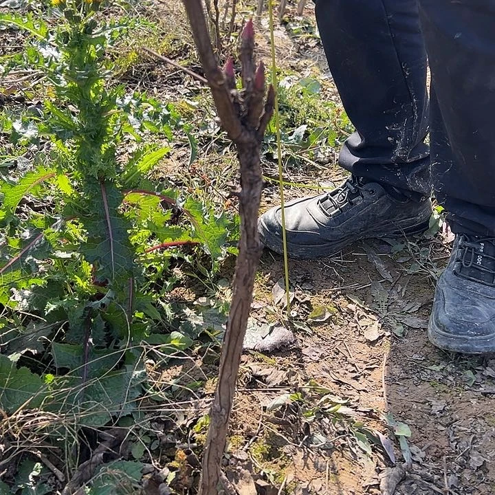 可***.完全开放花王大颗
