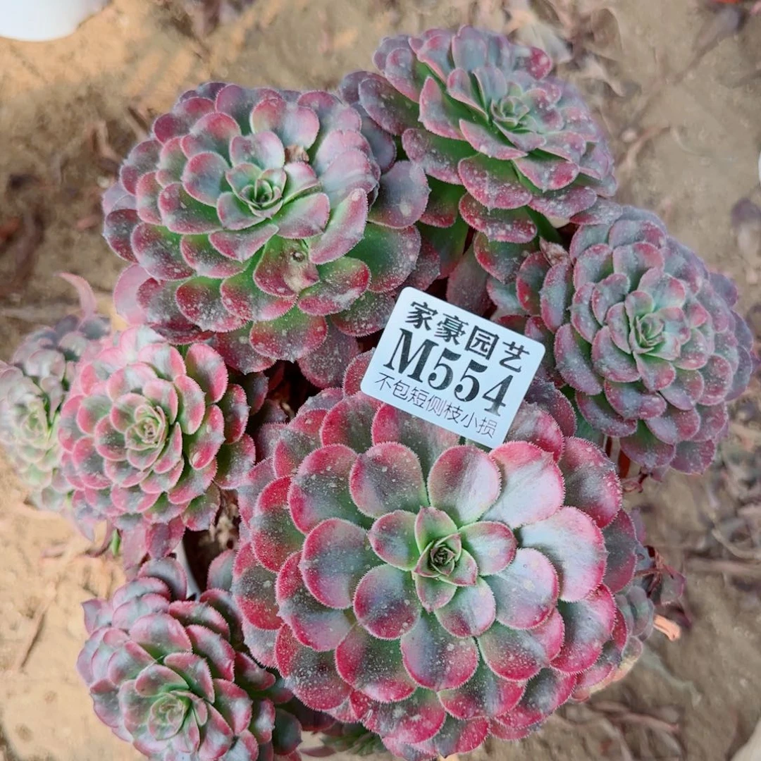 月婵法师554冠幅22
