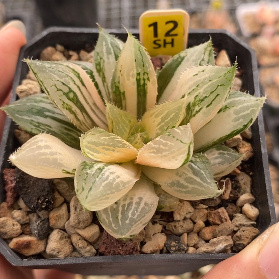 12宝莲灯锦一物一拍