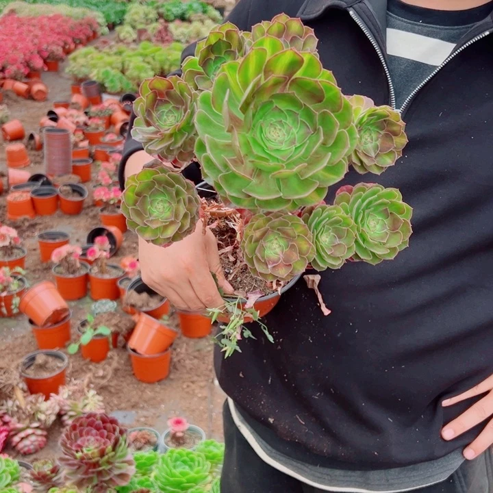 抹茶多肉法师法师