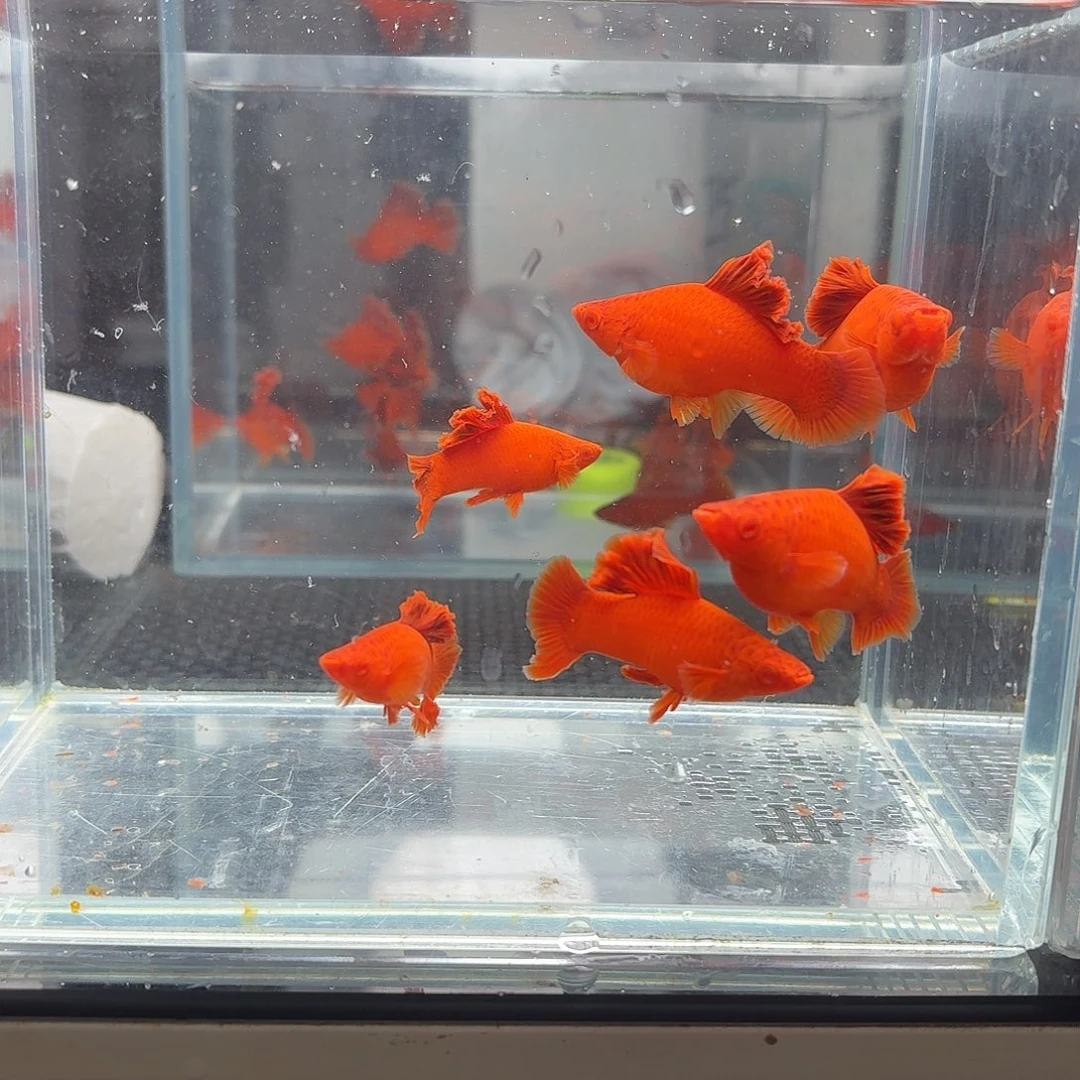 用***1海水鱼半月尾红箭鱼6条