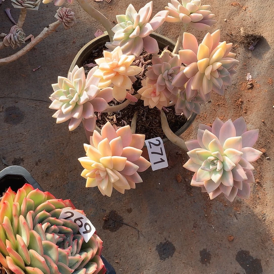 271 一物一拍多肉