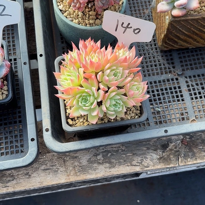 多肉植物，三色景140号