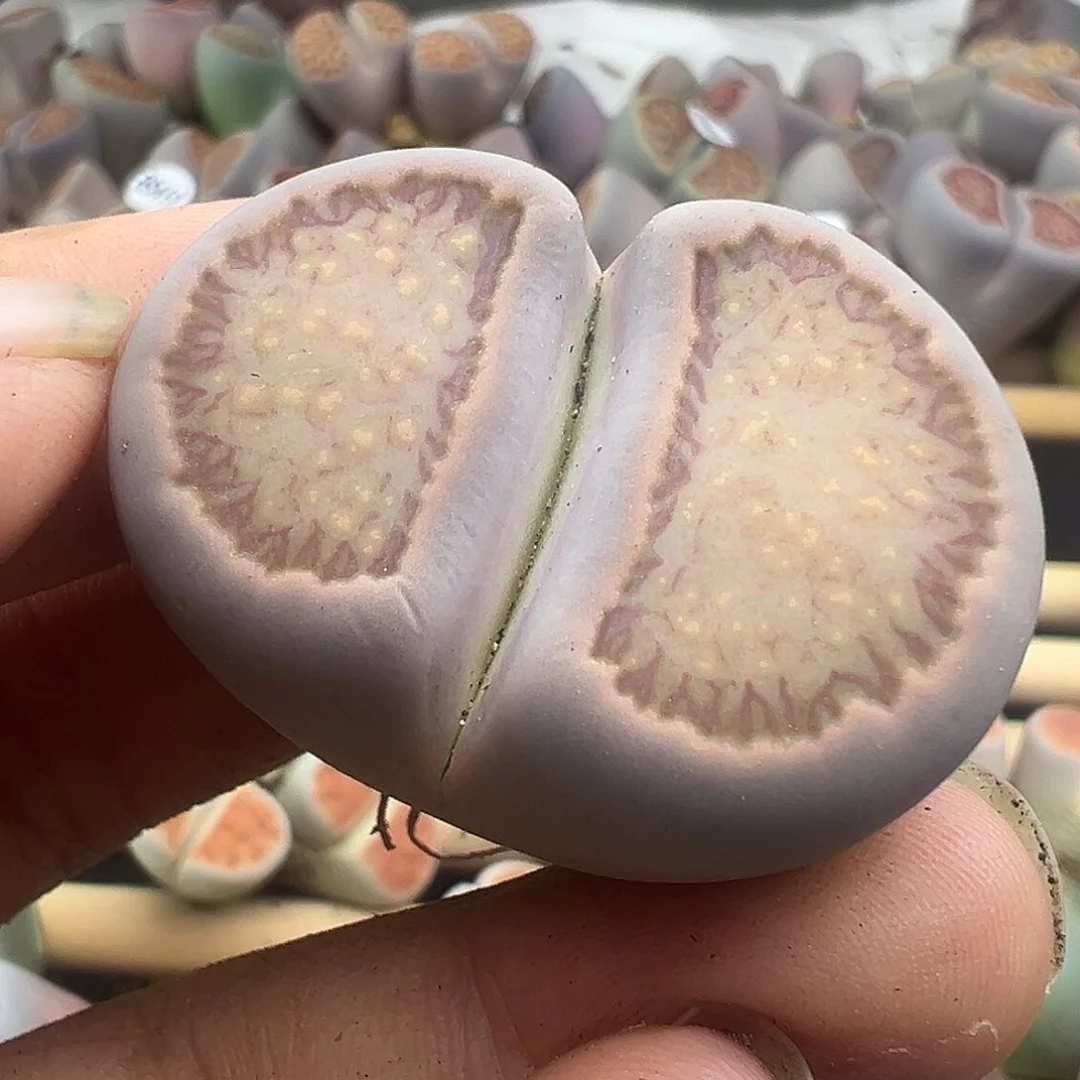 5433超美菊饼干福利清