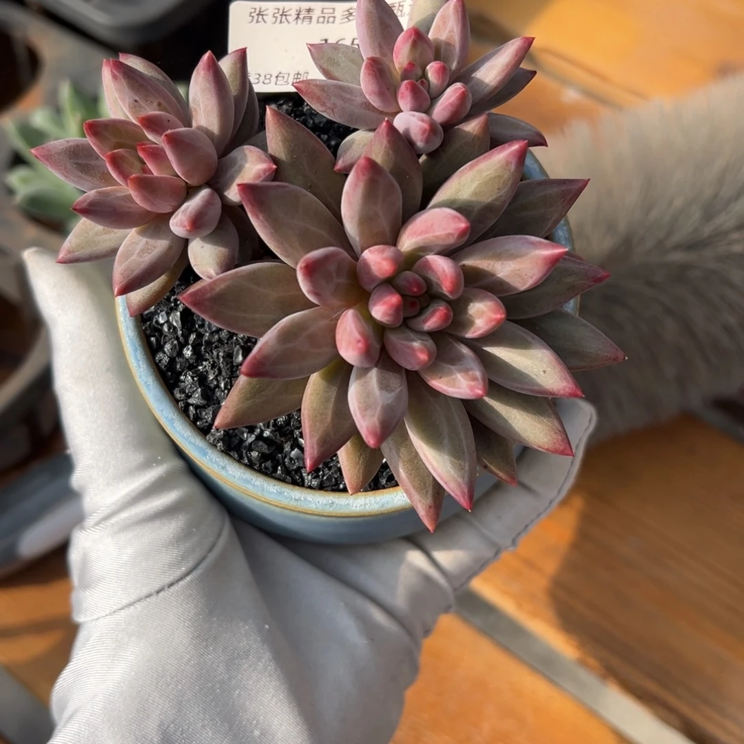 张张精品多肉甄选165