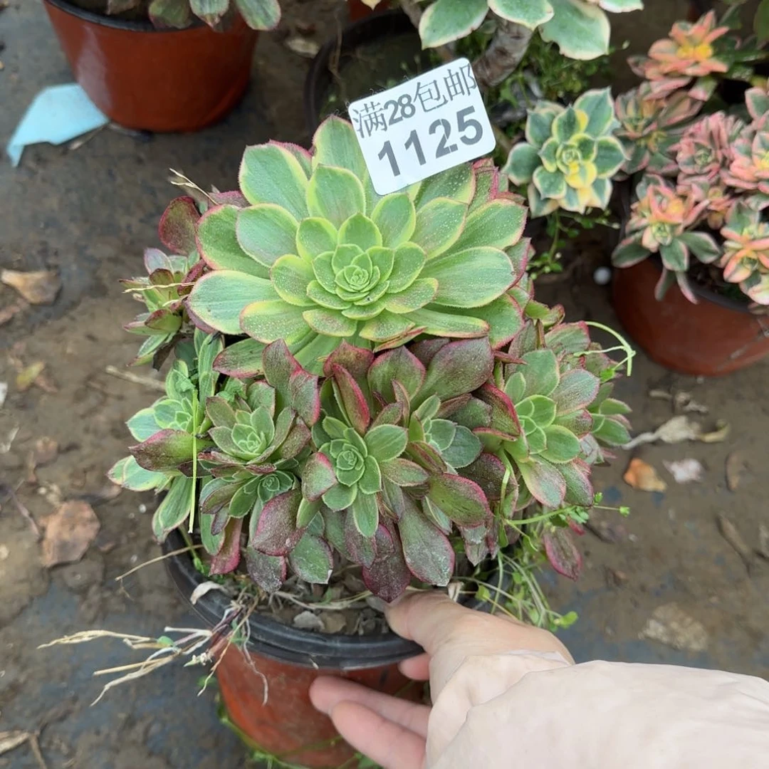 万黄锦多肉1125满28包邮断枝不包