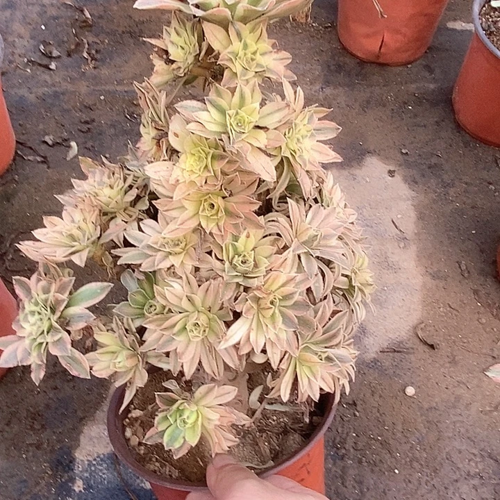 901夕颜多肉植物法师