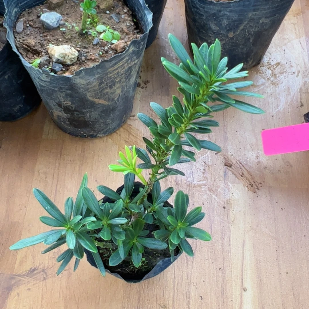 2***2完全开放罗汉松盆景素材