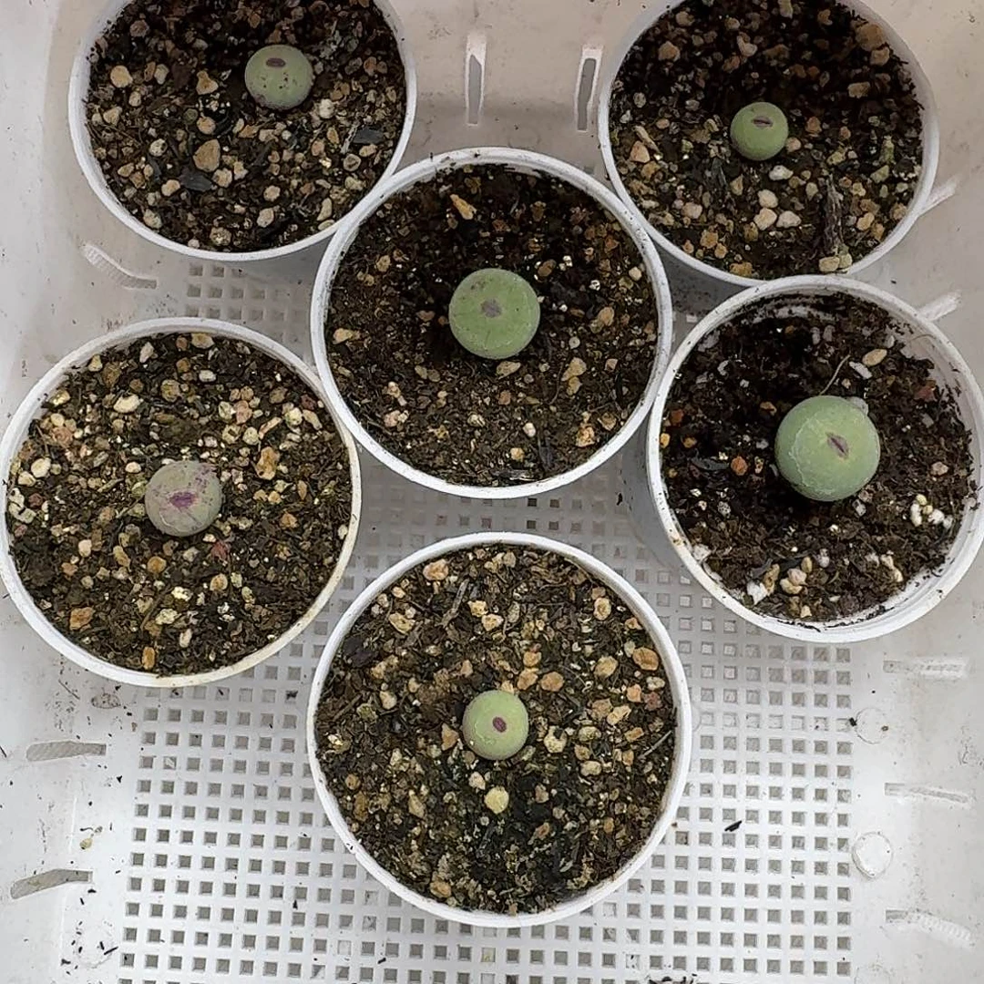 脉***女老马生石花1647小红嘴