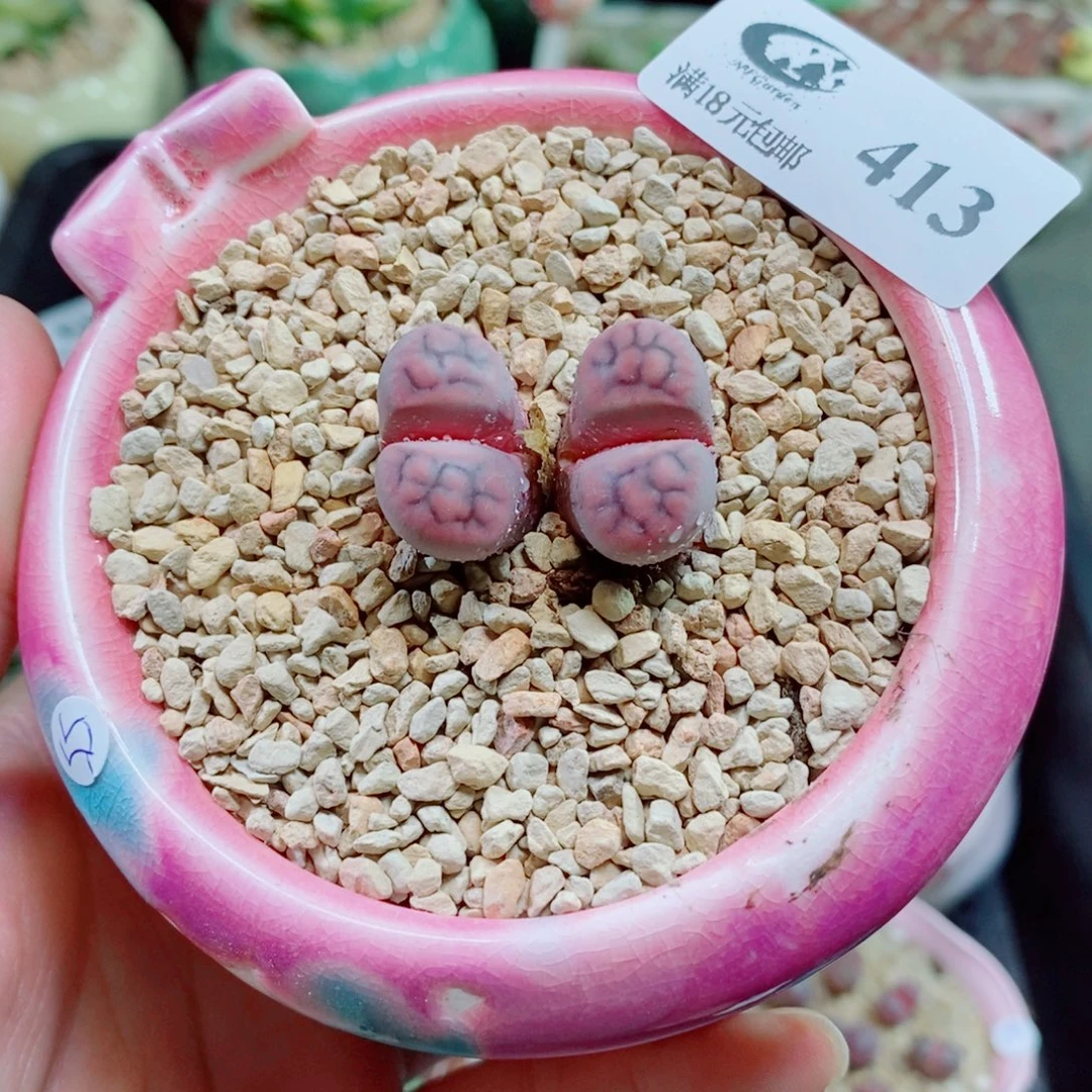 生石花花花花花花413
