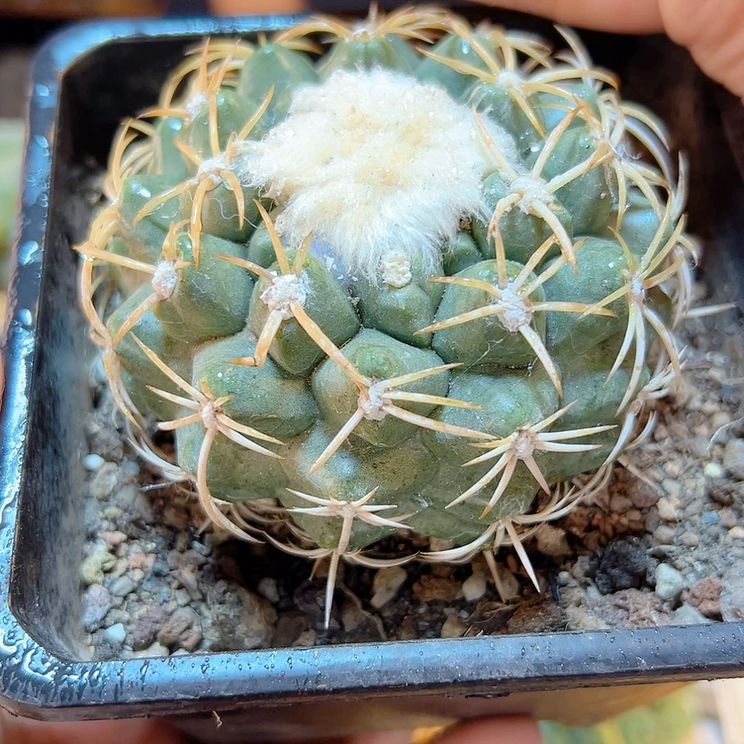 晚24号自根白刺圆盘玉8.3公分