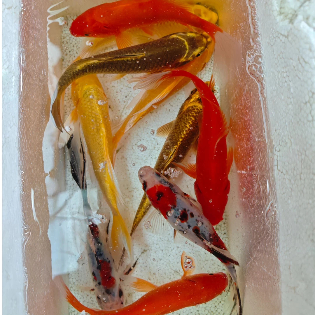 5号锦鲤草金【2红2黄2黑2金龙2兰花】8-10公分红色是草金冷水鱼