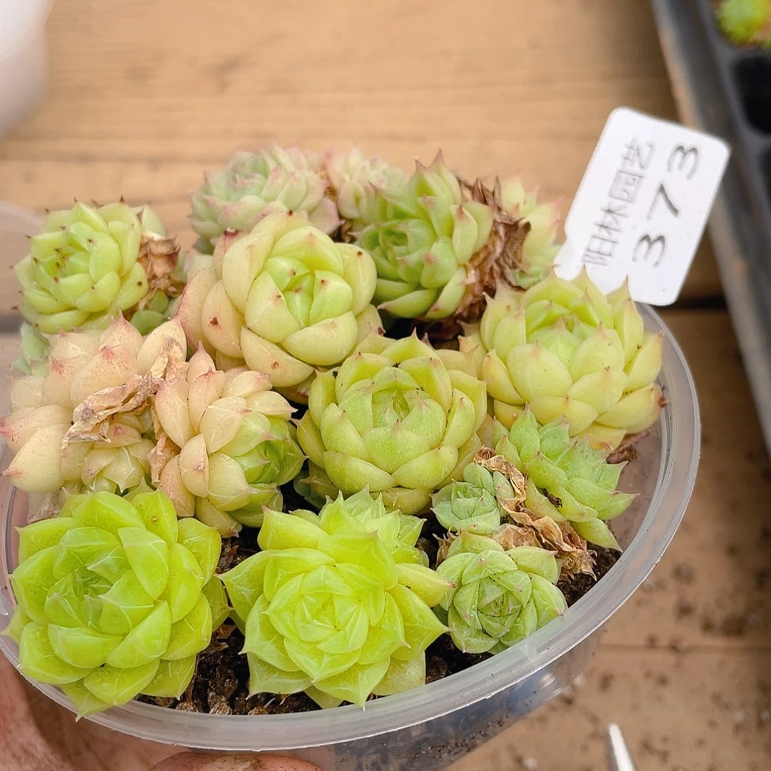 多肉植物多肉植物373